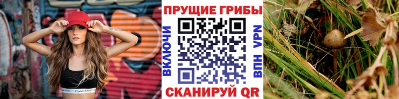 Псилоцибиновые грибы ЛСД  ОМГ ОМГ зеркало  Иркутск  дарнет шоп 